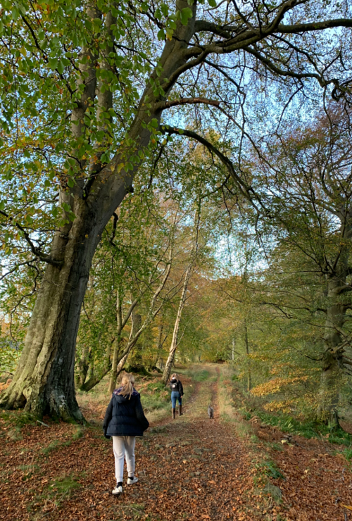 Family walks at Allen Banks
