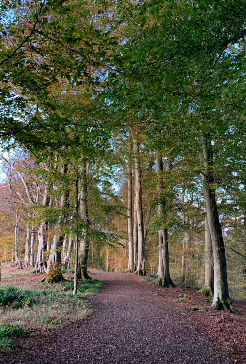 Allen Banks pathway
