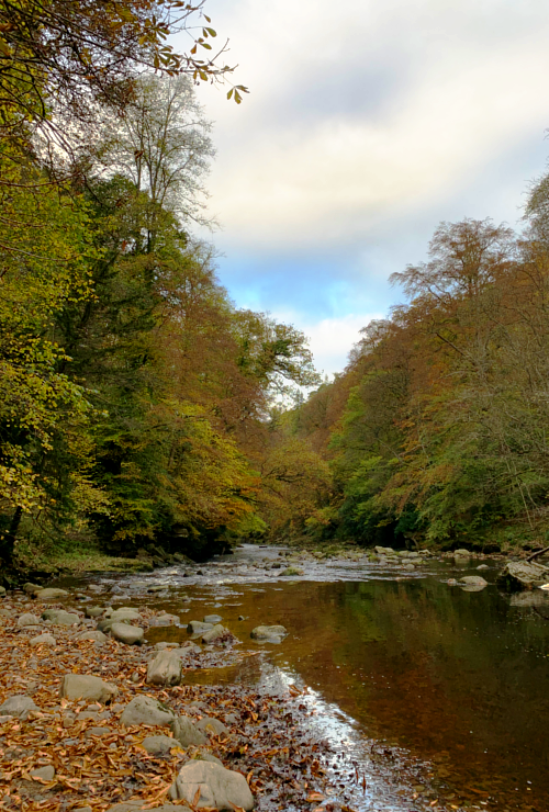 The river at Allen Banks.