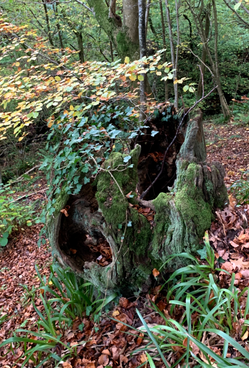 Tree stump at Allen Banks