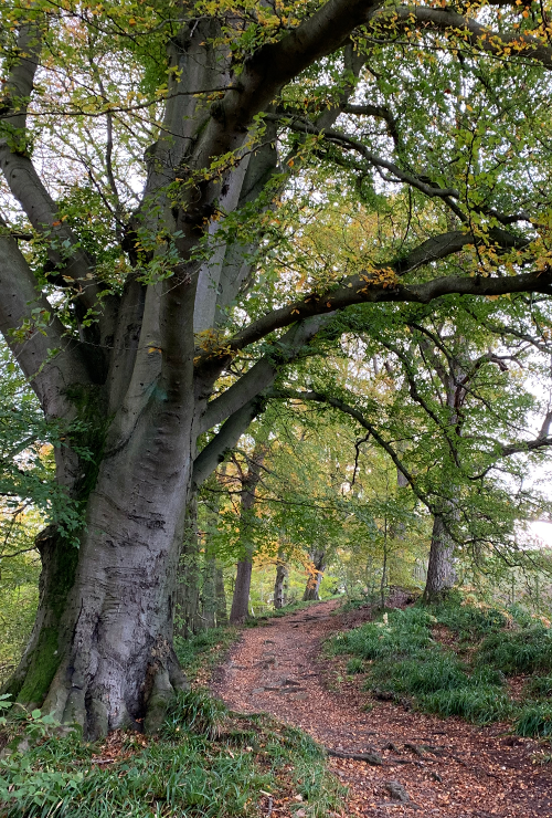 Allen Banks woodland trail