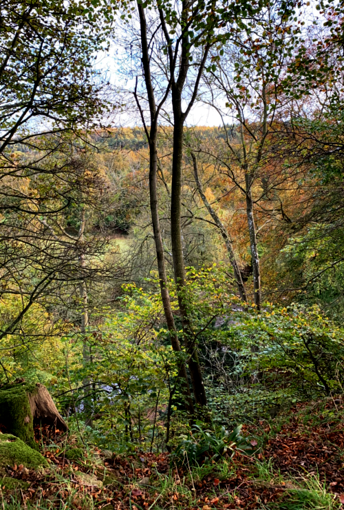 Woodland at Allen Banks