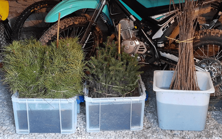 Bareroot whips of spruce, pine and cherry soak in buckets in our bike shed prior to planting.