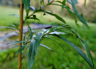 A beetle suns itself on the long leaves of a willow sapling.