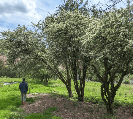 A man wanders beneath the flowering hawthorns.