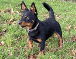 Chip, a Lancashire heeler puppy, stands on green grass.