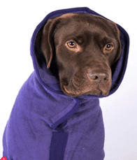 A chocolate lab wearing a purple dog-drying robe.