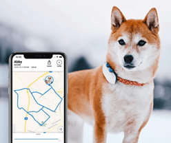 A dog wearing a GPS tracking collar, with a screenshot of the tracking app overlaid.