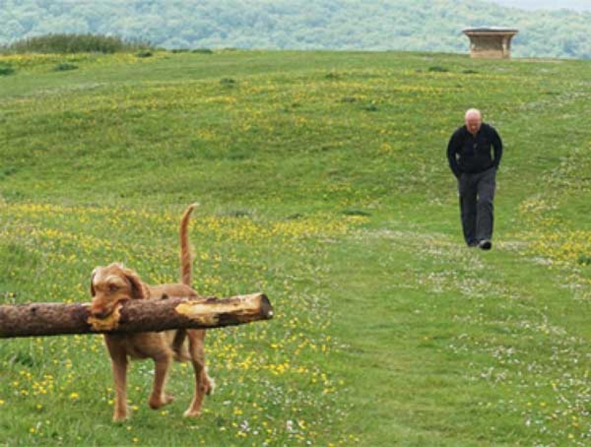 A dog carries a stick on a dog-friendly walking holiday