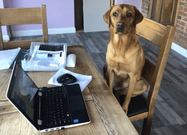 Office dog Maui the red lab mans a work-from-home station in 2020, situated in a farmhouse kitchen.