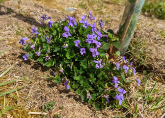 Purple flowers sprout from the bare earth beside a tree planted in a spiral guard.