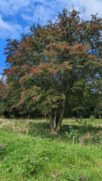 A mature hawthorn, complete with red berries.