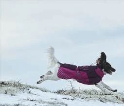 A springer spaniel runs through the snow wearing a red coat.