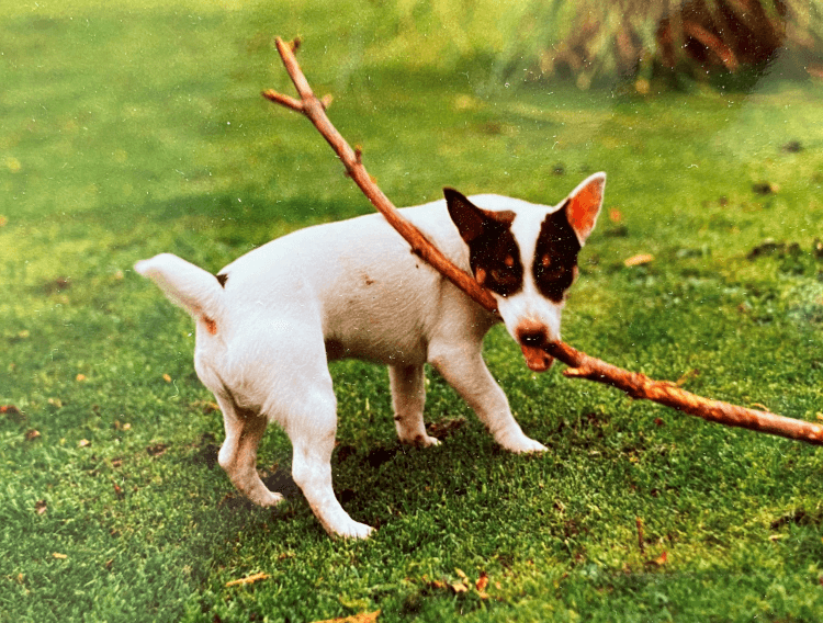 Matt, a short-legged Jack Russell, poses with a stick while out on a walk.