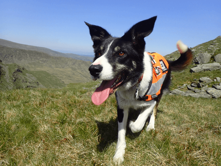 A collie in Mountain Rescue kit.