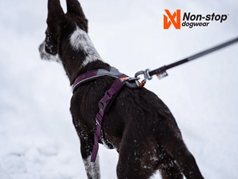 A dog wearing the Non-Stop Dog Harness
