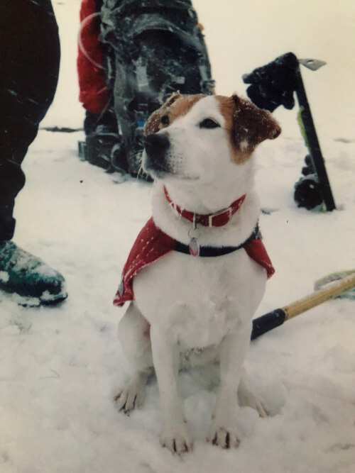 Pip the dog undergoing Mountain Rescue training