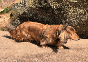 Tia, an excessively long dachshund, makes her way along the beach.