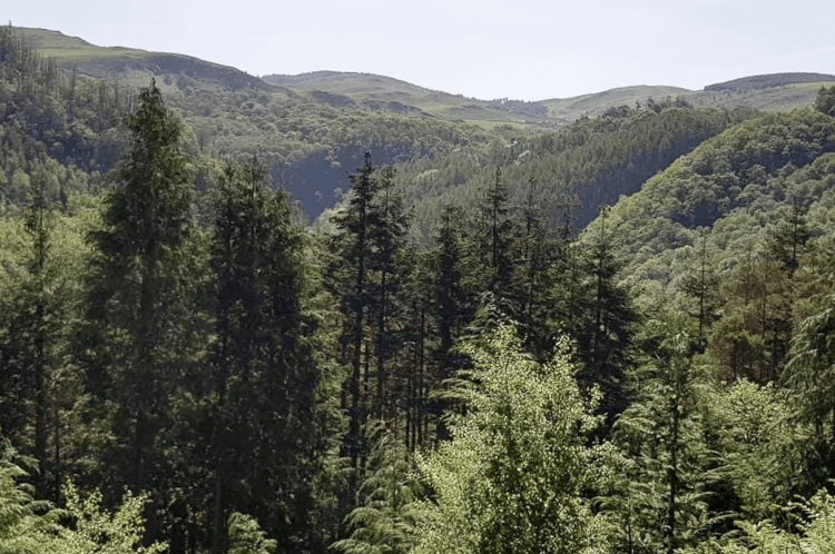 A sustainable forestry plantation covers the landscape with trees.