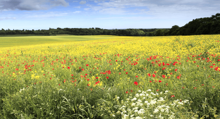 Wildflowers in a field on a nature walk.