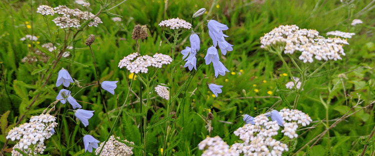 wildflowers.png