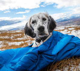 Essential Packing List for Adventure Dogs