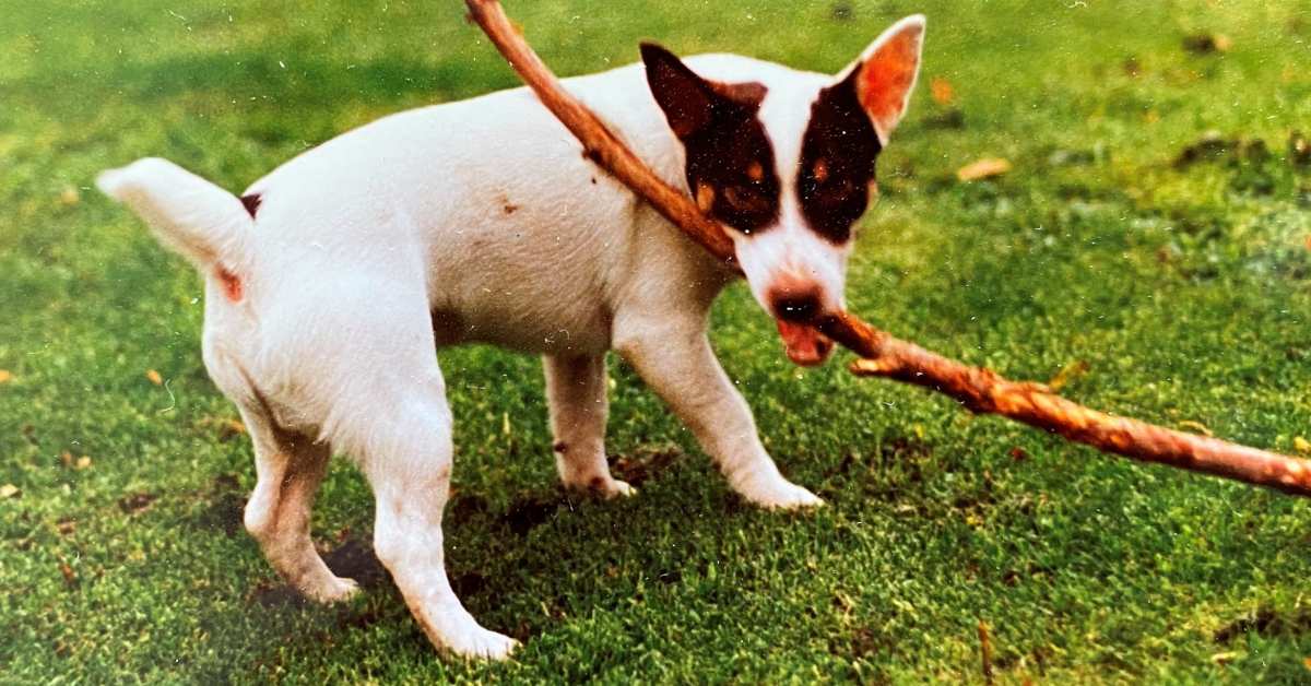 Thirty Years of Contours - and the Dogs That Have Been Part of It!